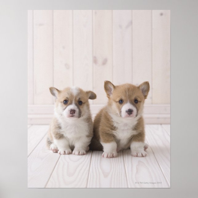 Two Welsh Corgi Sitting Poster (Front)