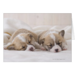 Two Welsh Corgi Sleeping
