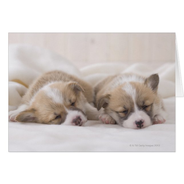 Two Welsh Corgi Sleeping (Front Horizontal)