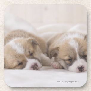 Two Welsh Corgi Sleeping Coaster