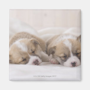 Two Welsh Corgi Sleeping Magnet