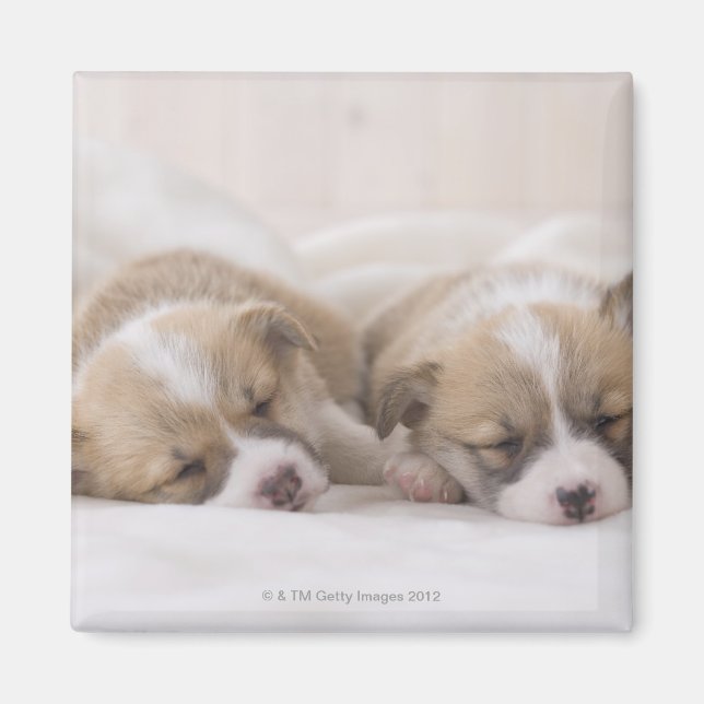 Two Welsh Corgi Sleeping Magnet (Front)