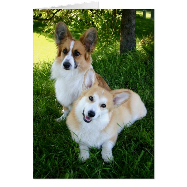 Two Welsh Corgis (Front)
