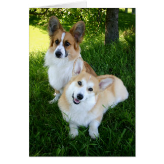 Two Welsh Corgis