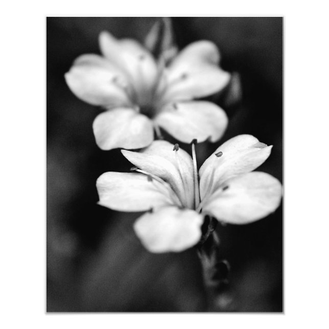 Two White Flowers in the Garden Photo Print (Front)