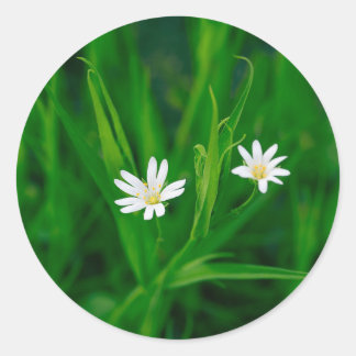two white flowers on a green meadow classic round sticker