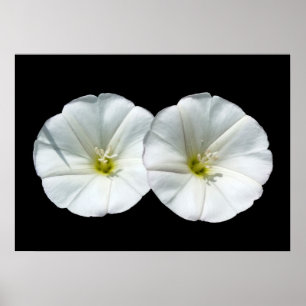 two white flowers poster