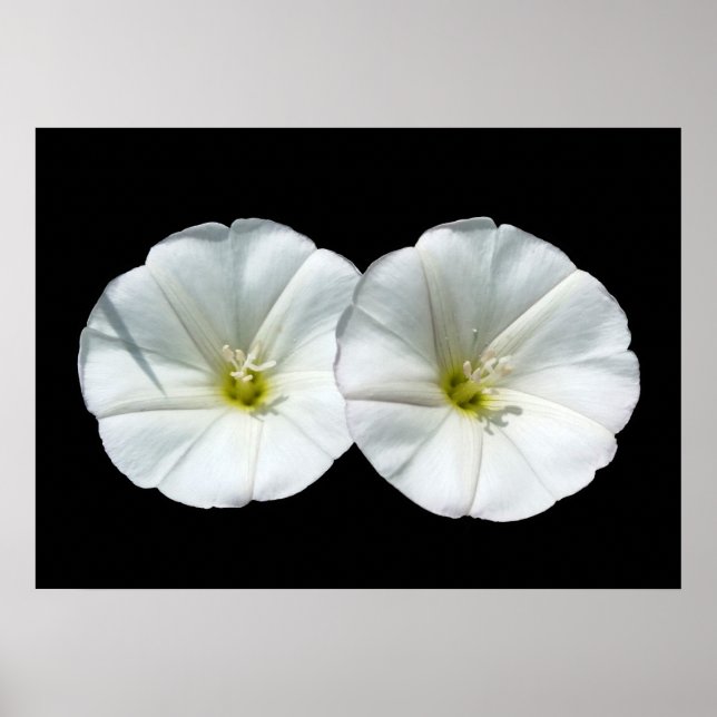 two white flowers poster (Front)