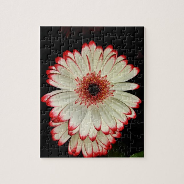 Two White Gerbera Daisies Jigsaw Puzzle (Vertical)