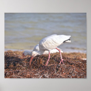 Two White Ibis, Florida Poster