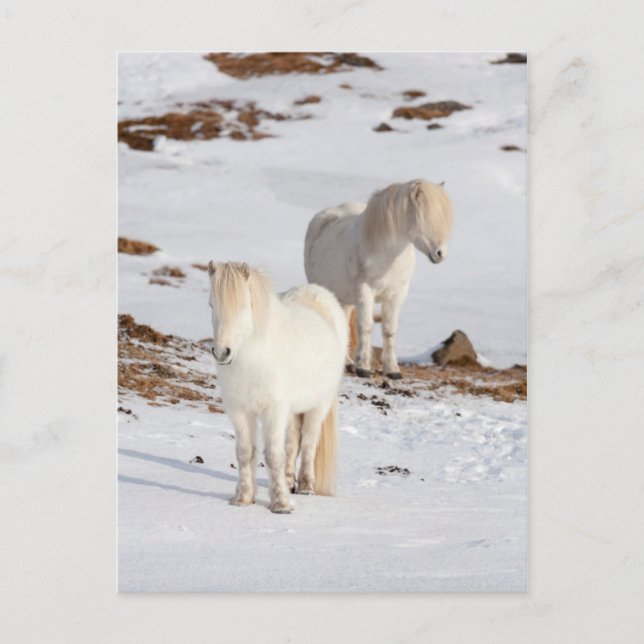 Two White Icelandic Horses Postcard (Front)