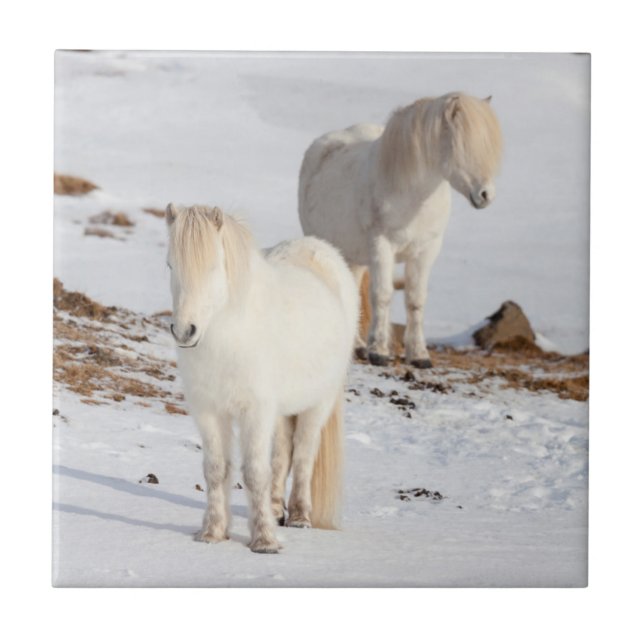 Two White Icelandic Horses Tile (Front)