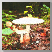 Two white mushrooms