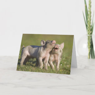Two White Piglets Playing in Field Card