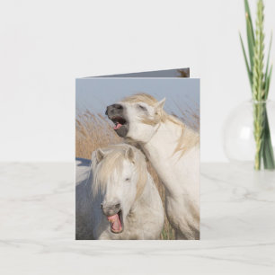 Two White Stallions Yawn Horse Greeting Card