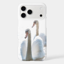 Two White Swans Nature Photography