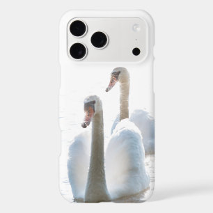 Two White Swans Nature Photography