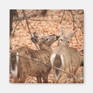 Two White tailed Deer in the woods Magnet