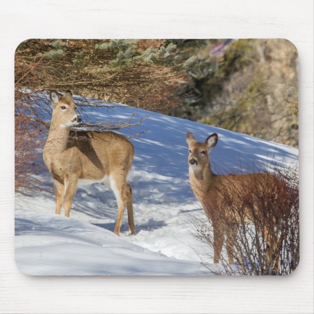 Two White-tailed Deer in Winter Mouse Pad (Front)