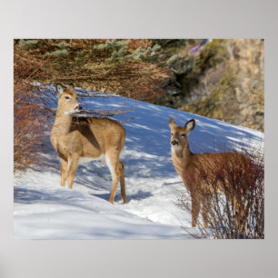 Two White-tailed Deer in Winter Poster