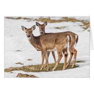 Two White-tailed Deer On Alert
