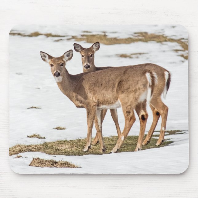 Two White-tailed Deer On Alert Mouse Pad (Front)