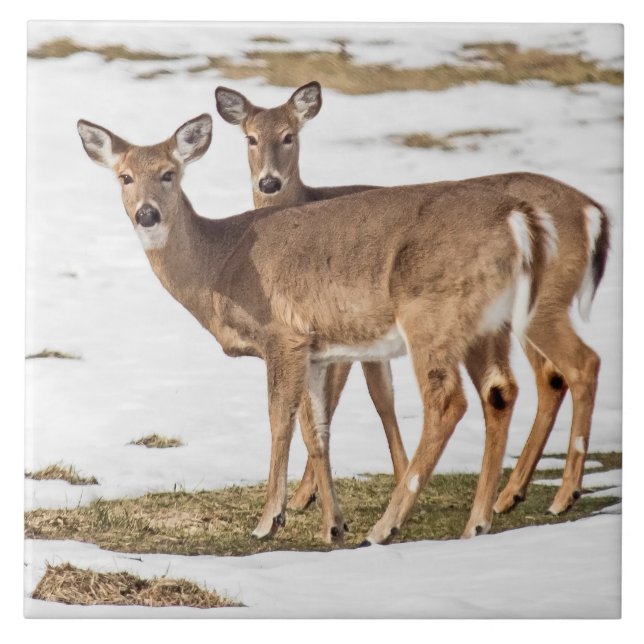 Two White-tailed Deer On Alert Tile (Front)