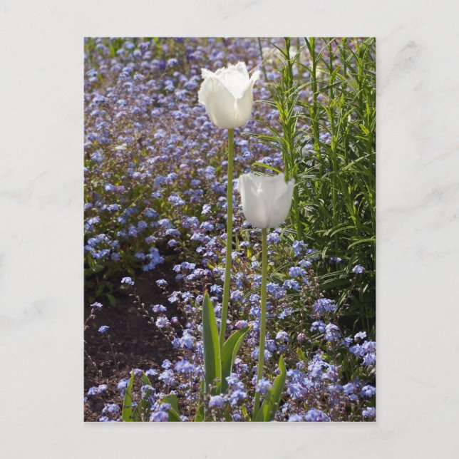 Two White Tulips Postcard (Front)