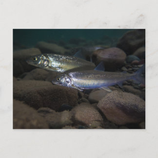 Two Whitefish Swimming Together Postcard