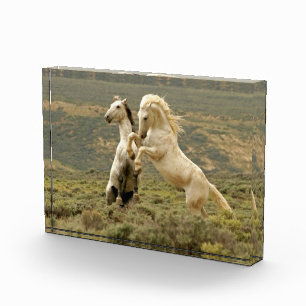 Two Wild Stallions Fight Photo Block