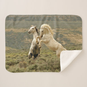 Two Wild Stallions Fight Sherpa Blanket