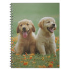 Two Yellow Labrador Retriever Puppies