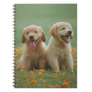 Two Yellow Labrador Retriever Puppies Notebook