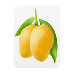 Two yellow mango fruits magnet