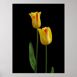 Two yellow tulips poster