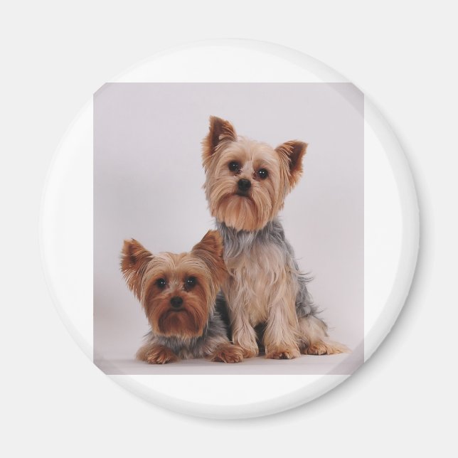Two Yorkies Magnet (Front)