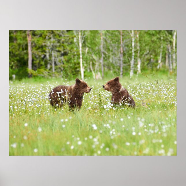 Two young brown bear friends poster (Front)