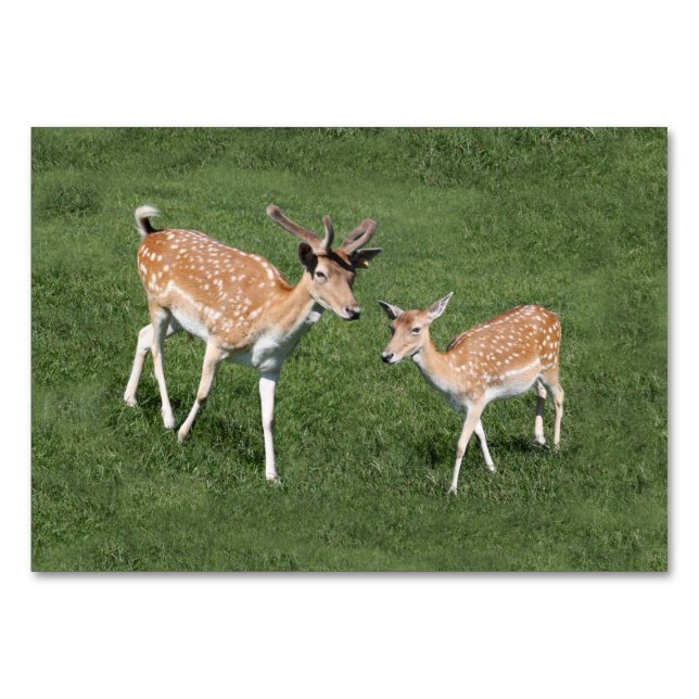 Two Young Deer Table Number (Back)