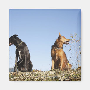 Two young dogs looking in opposite directions. magnet