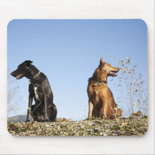Two young dogs looking in opposite directions. mouse pad