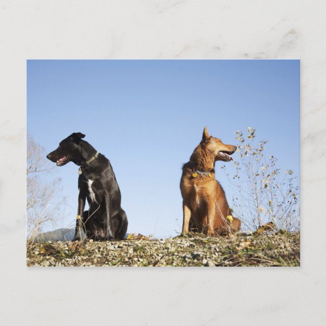 Two young dogs looking in opposite directions. postcard (Front)