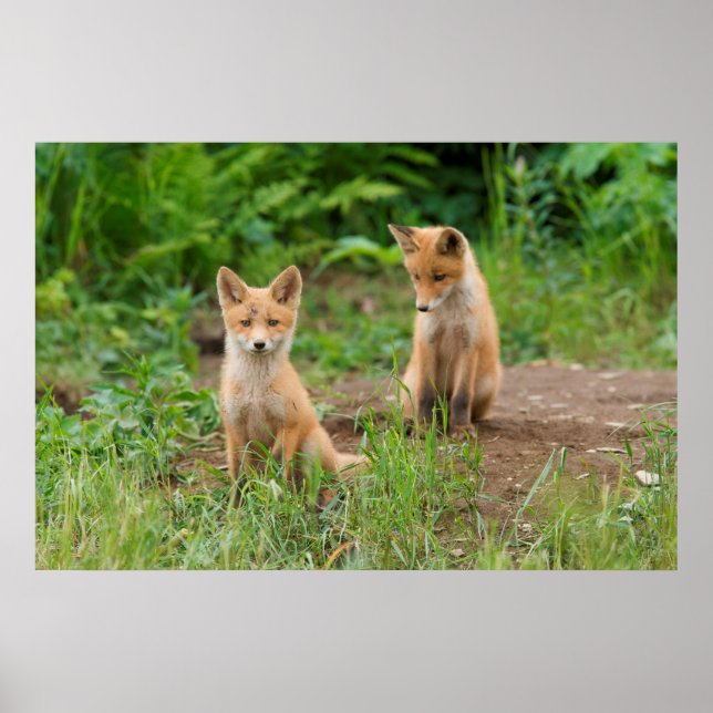 Two Young Red Foxes in Nature Poster (Front)
