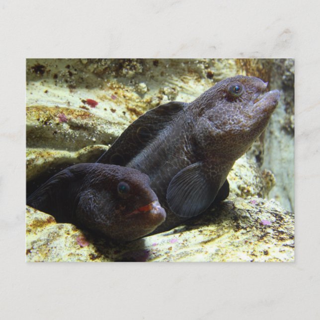 Two Young Wolf Eels Postcard (Front)