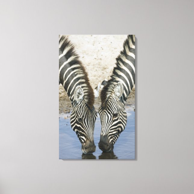 Two Zebras (Equus quagga) drinking water, Canvas Print (Front)