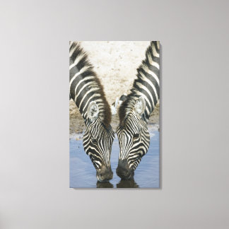 Two Zebras (Equus quagga) drinking water, Canvas Print