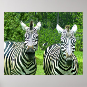 Two Zebras in Green Meadow Poster