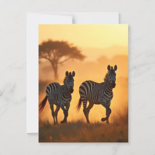 Two Zebras Postcard