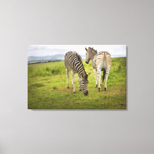 Two zebras, South Africa Canvas Print