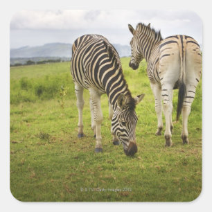 Two zebras, South Africa Square Sticker