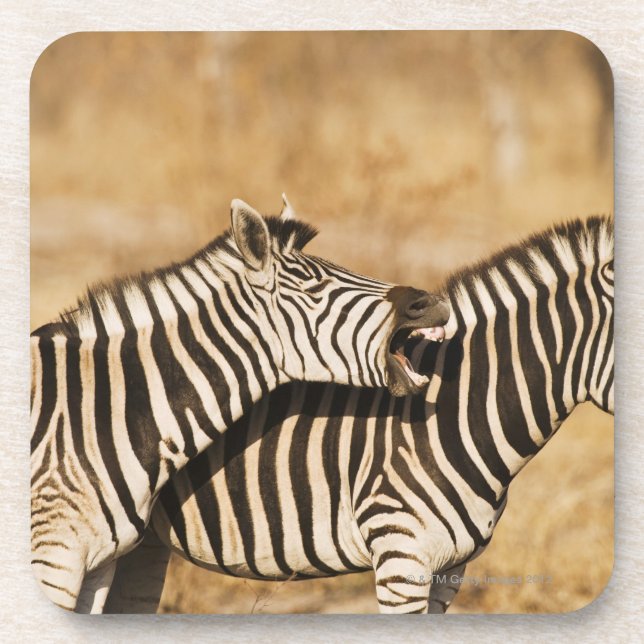 Two zebras standing in grass coaster (Front)